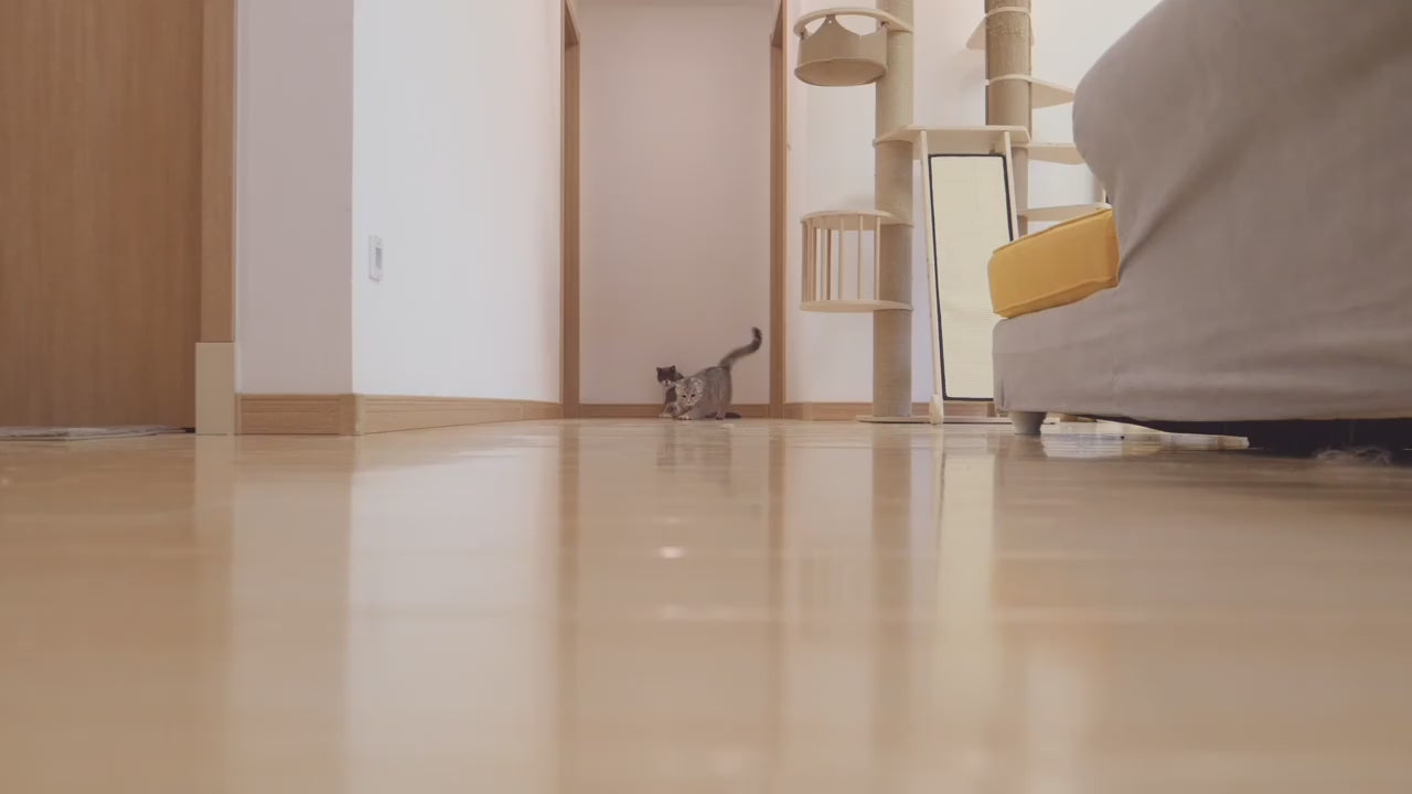 Multi-Mode Laser Pointer for Happy Pet Playtime